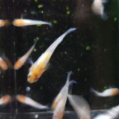 メダカ　フルールドゥロンチェ　ペア+メス　の画像