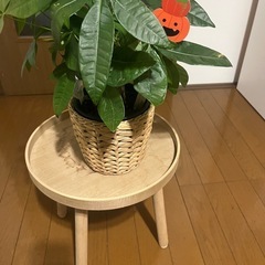 明日4日の取引き可能な方価格です‼️⑤観葉植物パキラ🎃の画像