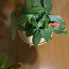 明日4日の取引き可能な方価格です‼️⑤観葉植物パキラ🎃の画像