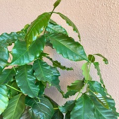 コーヒーの木の画像