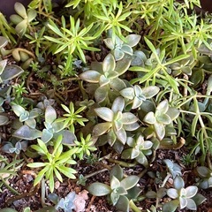 多肉植物の画像