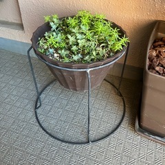 多肉植物の画像