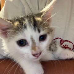 メス子猫2匹里親募集