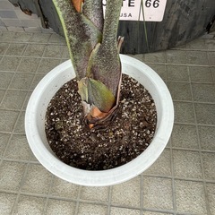 ヤシ　の画像
