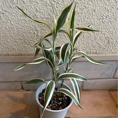 ドラセナ② 斑入り　観葉植物の画像