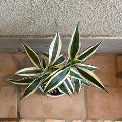 ドラセナ② 斑入り　観葉植物の画像