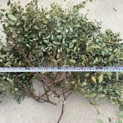 ユーカリ　ドライフラワー　無農薬   の画像