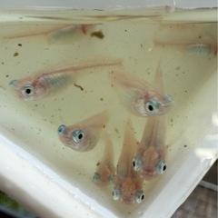 早いモノ勝ち！ポニョメダカ　５匹の画像