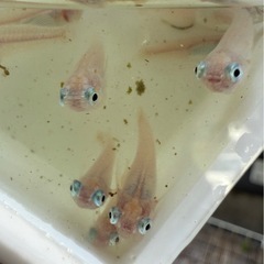 早いモノ勝ち！ポニョメダカ　５匹の画像