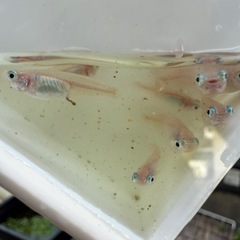 早いモノ勝ち！ポニョメダカ　５匹の画像