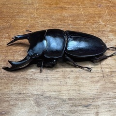 25年羽化　能勢YGオオクワガタ　新成虫ペア　の画像