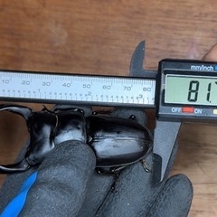 25年羽化　能勢YGオオクワガタ　新成虫ペア　の画像