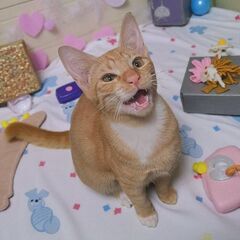 １０月12日(日)🩷三鷹で猫の譲渡会🩷茶白の男の子　生後6ヶ月　...