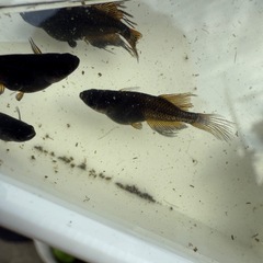 数量限定改良メダカ　阿形メダカ　5匹の画像
