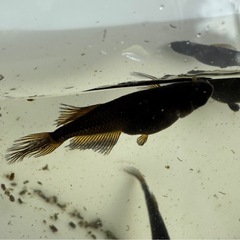 数量限定改良メダカ　阿形メダカ　5匹の画像