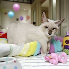 １０月12日(日)🩷三鷹で猫の譲渡会🩷シャムの男の子　生後6ヶ月...