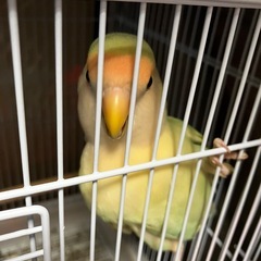 体調不良の為お世話が出来ない為