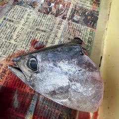 釣り　打ち込み　カツオの頭の画像