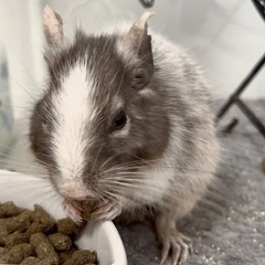 デグー オス 里親