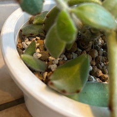 多肉植物　月兎耳（つきとじ）の画像