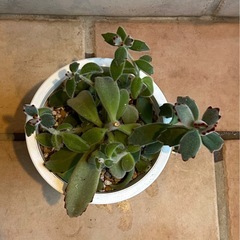 多肉植物　月兎耳（つきとじ）の画像
