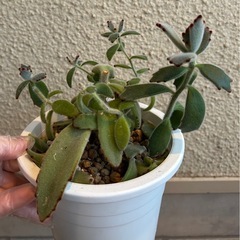 多肉植物　月兎耳（つきとじ）の画像