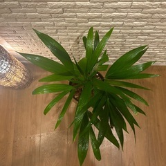 ❇️スタイリッシュな葉形がおしゃれ✨な観葉植物【アレカヤシ】✨の画像