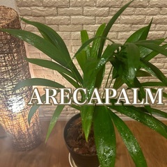 ❇️スタイリッシュな葉形がおしゃれ✨な観葉植物【アレカヤシ】✨の画像