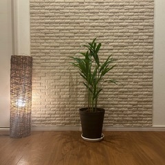 ❇️スタイリッシュな葉形がおしゃれ✨な観葉植物【アレカヤシ】✨の画像