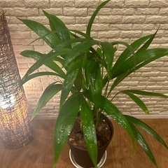 ❇️スタイリッシュな葉形がおしゃれ✨な観葉植物【アレカヤシ】✨の画像