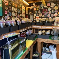 【五桜メダカ】 10月4日　横須賀めだか無人販売