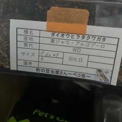 クワガタの画像