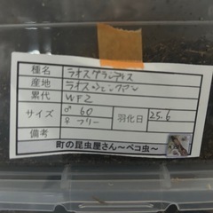 クワガタの画像