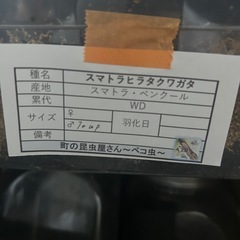 クワガタの画像