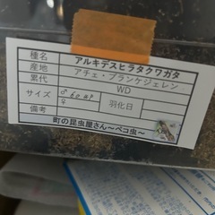 クワガタの画像
