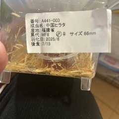クワガタの画像