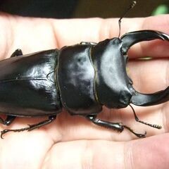 大型血統！能勢産オオクワガタ ♂79ミリ ♀52.1ミリ ペアの画像