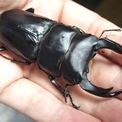 大型血統！能勢産オオクワガタ ♂79ミリ ♀52.1ミリ ペアの画像