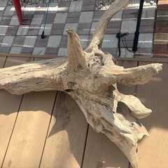 流木　大の画像