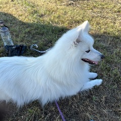 あなたの愛犬どうですか？