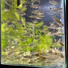 アーリー　アフリカンシクリッド　スキアエノクロミス・フライエリィの画像