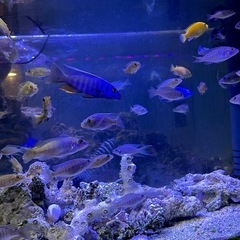 アーリー　アフリカンシクリッド　スキアエノクロミス・フライエリィの画像