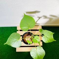 【超レア】フィルミアナ　コロラータ　塊根植物　鉢植え　そのまま飾れるの画像