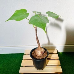 【超レア】フィルミアナ　コロラータ　塊根植物　鉢植え　そのまま飾れるの画像