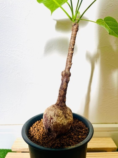 超レア】フィルミアナコロラータ塊根植物鉢植えそのまま飾れる (neo