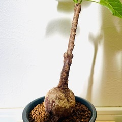 【超レア】フィルミアナ　コロラータ　塊根植物　鉢植え　そのまま飾れるの画像