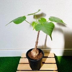 【超レア】フィルミアナ　コロラータ　塊根植物　鉢植え　そのまま飾れるの画像