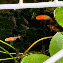 自家産金魚3匹まで無料‼️それ以上は1匹100円　5匹以上で、10匹まで。の画像