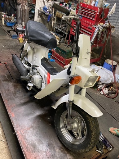 角目シャリー　CF50