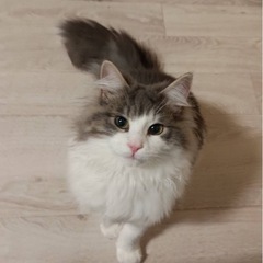 ノルウェージャンフォレストキャット
